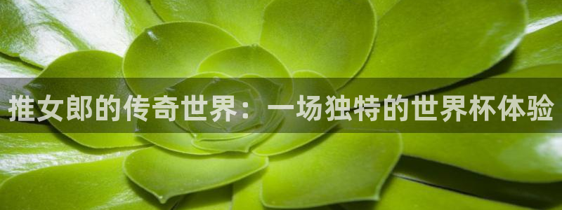 预选赛世界杯：推女郎的传奇世界：一场独特的世界杯体验